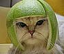katzkatz katzkatz