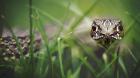 flashsnake flashsnake