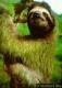 sloth sloth