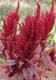 Amaranth Amaranth