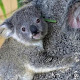 koala26