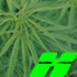 Grass Grass